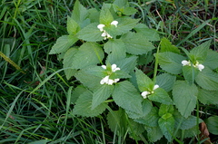 Lamium album
