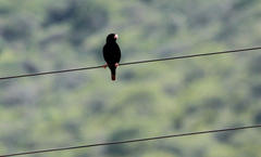 Vidua funerea funerea