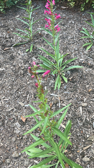 Penstemon roseus