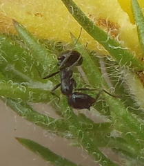 Myrmicaria nigra
