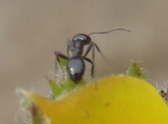 Myrmicaria nigra