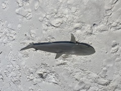 Carcharhinus acronotus