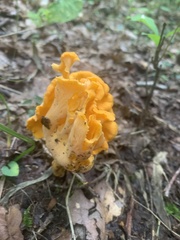 Craterellus odoratus