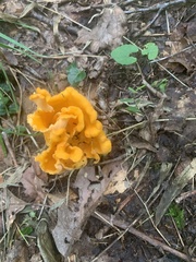 Craterellus odoratus