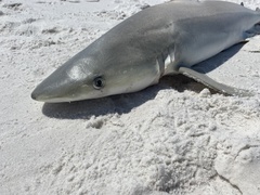 Carcharhinus acronotus