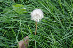 Taraxacum officinale