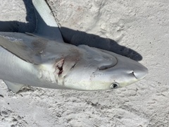 Carcharhinus acronotus