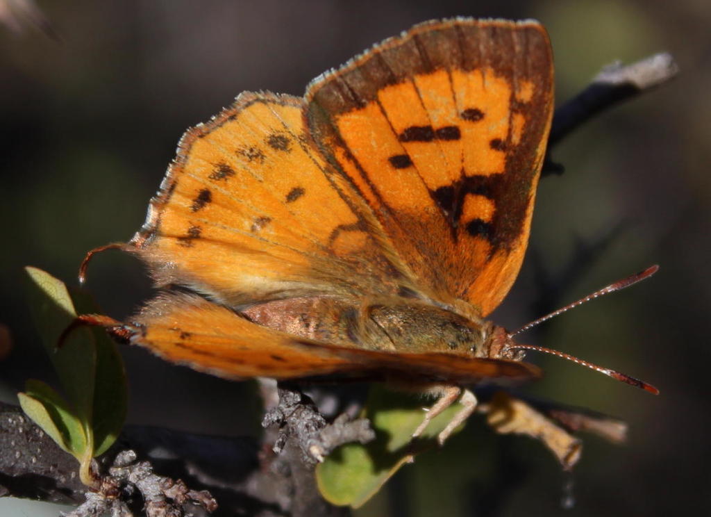 Axiocerses tjoane
