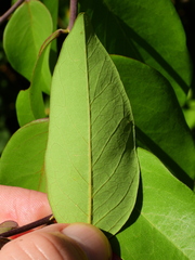 Securidaca diversifolia