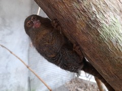 Cebuella pygmaea