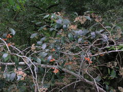 Pterocelastrus rostratus