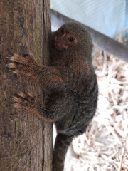 Cebuella pygmaea