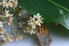 Pterocelastrus rostratus