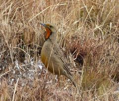 Macronyx capensis colletti