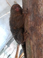 Cebuella pygmaea
