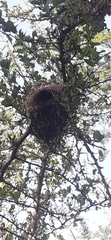 Auriparus flaviceps