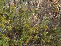Polygala teretifolia