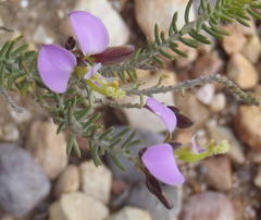 Polygala teretifolia