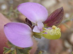 Polygala teretifolia