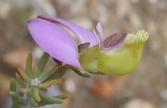Polygala teretifolia