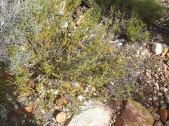 Polygala teretifolia