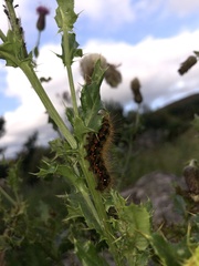 Acronicta menyanthidis