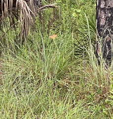 Lilium catesbaei image