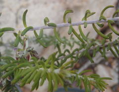 Polygala teretifolia