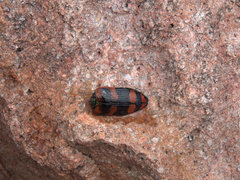 Temognatha