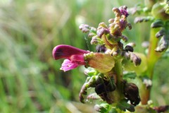 Pedicularis parviflora