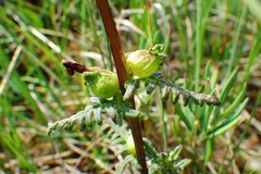 Pedicularis parviflora