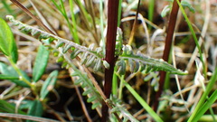 Pedicularis parviflora