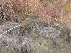 Geocolaptes olivaceus