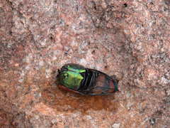 Temognatha