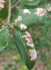 Phyllonorycter messaniella