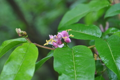 Lonicera acuminata