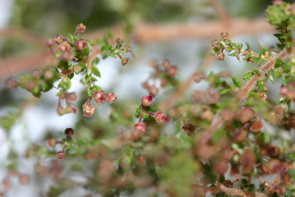 Skewsepal Heaths