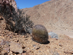 Eriosyce rodentiophila