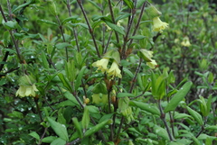 Lonicera hispida