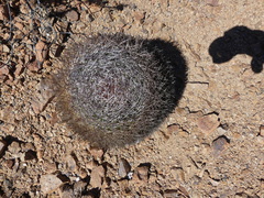 Eriosyce rodentiophila
