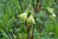 Lonicera hispida