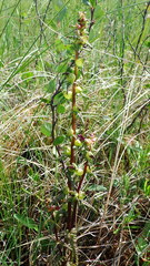 Pedicularis parviflora