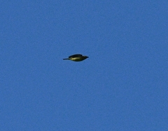 Piranga olivacea