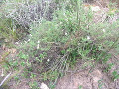 Jamesbrittenia argentea