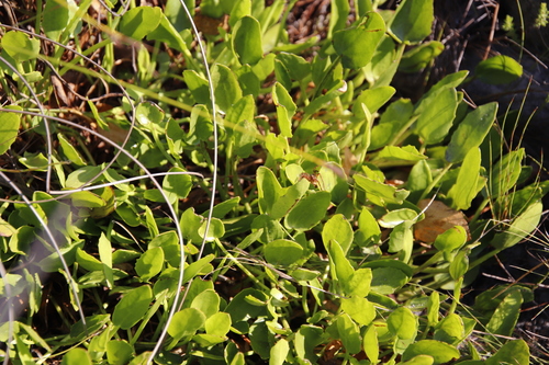 Image of Villarsia manningiana by (c) Tony Rebelo, some rights reserved (CC BY-SA)