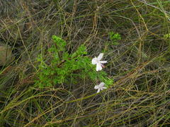Pelargonium ternatum