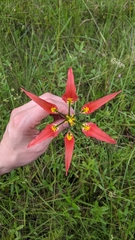 Lilium catesbaei image