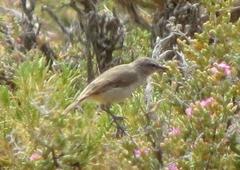 Eremomela icteropygialis saturatior