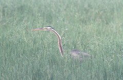 Ardea purpurea