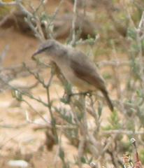 Eremomela icteropygialis saturatior